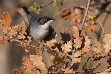 The Sardinian warbler (Curruca melanocephala) is a common and widespread typical warbler from the...
