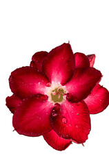 Fresh color flower with water drops 