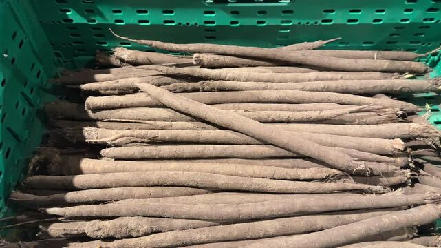 Freshly harvested salsify roots in green crates