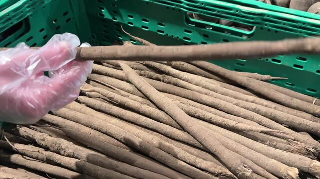 Customer choosing salsify in supermarket