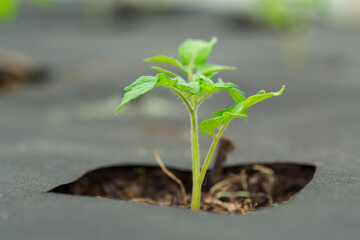 young sprouted tomato plant with several leaves growing out of the ground