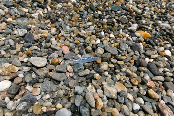 a small shiny dead fish on the rocks on the sea shore