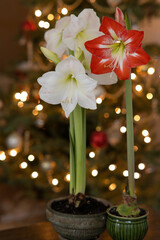 Amaryllis flowers with Christmas tree background