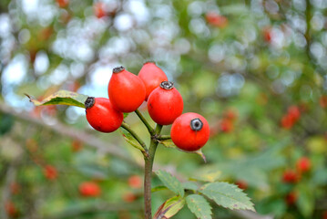 red berries on a branch