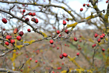 red berries on a branch