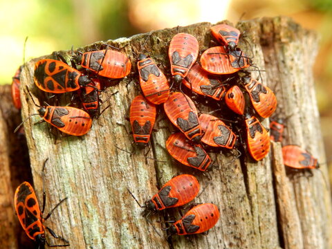 A group of Firebugs (Pyrrhocoris apterus) aka Gendarmes on a fence post
