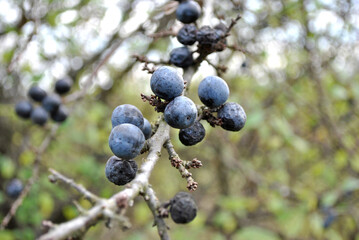 blackthorn on a bush