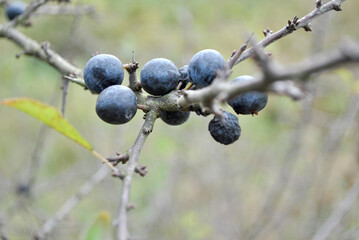 blackthorn on a branch