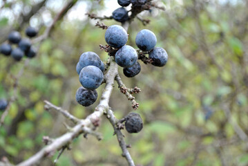 blackthorn on a bush