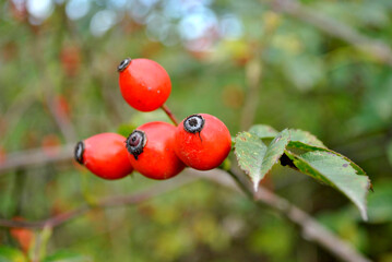 red berries on a branch