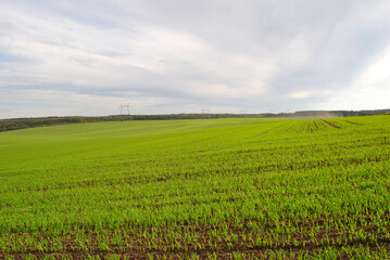 green wheat field