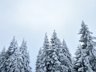 Snow-covered evergreen trees under a clear sky. winter landscape. pine tree forest. winter background. nature, tranquility, winter holidays. seasonal
