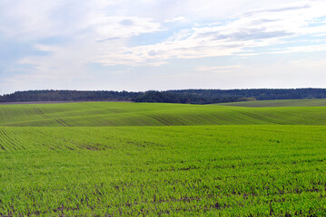 green field and blue sky