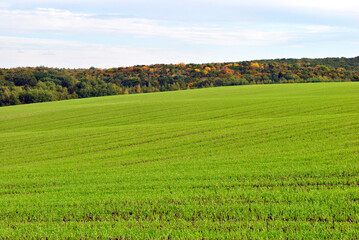 field of wheat