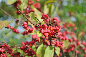 red berries in autumn