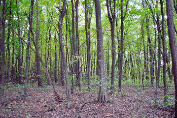 Naklejka premium forest in the morning