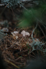 In the pine forest, toadstool mushrooms