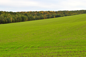 field and blue sky