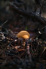 In the pine forest, toadstool mushrooms