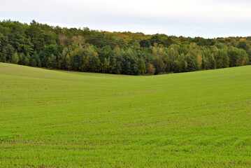 field and autumn forest