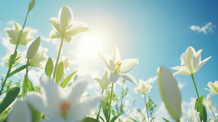 Fototapeta premium Low-angle view of white lilies in a field under a bright sun and blue sky.