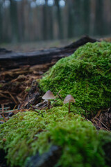 In the pine forest, toadstool mushrooms