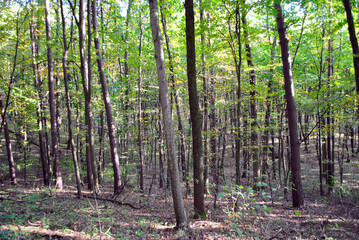 trees in the forest