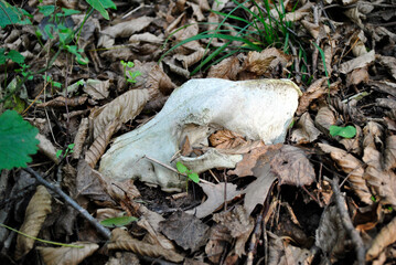 animal skull in the forest
