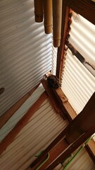 1838)Request for paper wasp nest removal inside the shed(Photo taken at 09:59 on july 2, 2017)