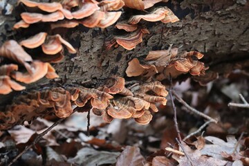 Gold curtain crust fungus