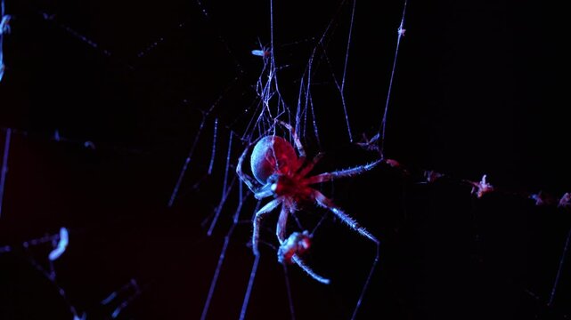 Menacing, giant spider sits motionless in its web under moonlight, casting eerie shadows in dark, creating chilling and suspenseful atmosphere.