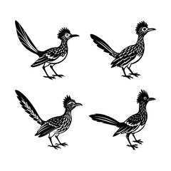 set of roadrunner Bird silhouette, black and white silhouette, vector and illustration