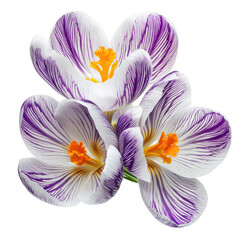 transparent PNG image of light lilac crocus flowers