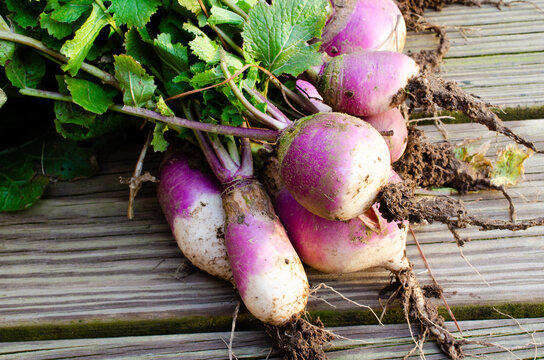 
Homegrown turnips from organic vegetable garden. Bunch of healthy, fresh turnip and greens. Nutritious and delicious farm fresh vegetable. 