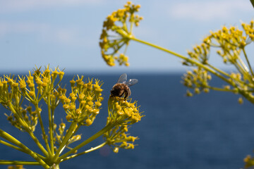 bee on a flower