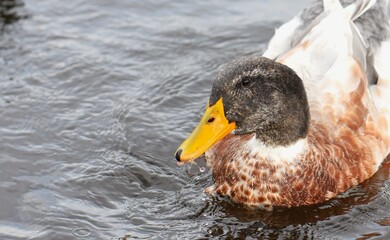 brown and white feathers duck in lake