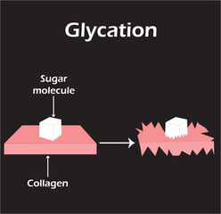 Glycation diagram. Effect of sugar molecule on collagen. Vector illustration.