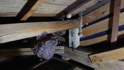 1851)Request for removal of Japanese yellow hornet nest from the deep in the attic on the second floor(Photo taken at 17:14 on august 2, 2017)