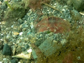 Atlantic Rock Crab