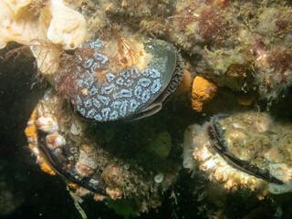 Golden Star Tunicate on Blue Mussel © Neil