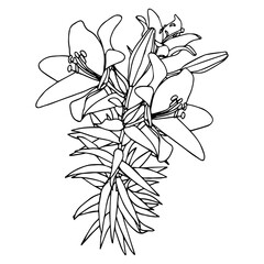 Bouquet of lilies in doodle style. Openwork illustration isolated on white background.