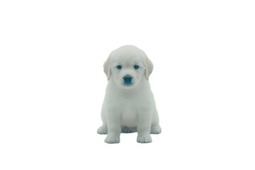 Obraz premium A cute, fluffy white puppy sitting and looking directly at the viewer.