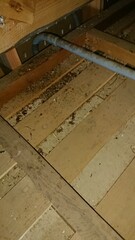 1856)Removed and recovered several japanese yellow hornet nests from the deep in the attic on the second floor(Photo taken at 17:17 on august 2, 2017)