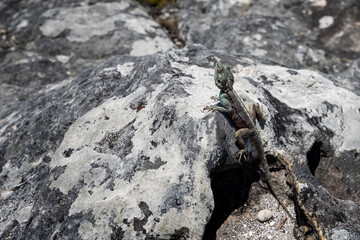 Southern Rock Agama lizard on rock on top of Table Mountain, Cape Town, South Africa