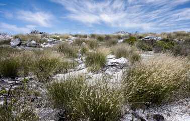 Fynbos shrubs and grasses at the top of Table Mountain, Cape Town, South Africa