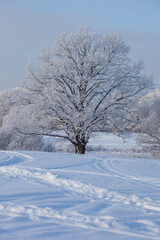 winter landscape with gorgeous oak and forest trees covered with snow and hoarfrost in a blue frosty haze