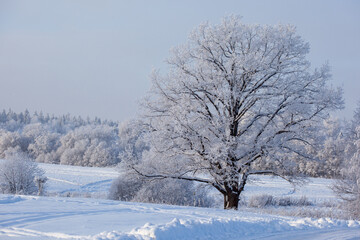 winter landscape with gorgeous oak and forest trees covered with snow and hoarfrost in a blue...