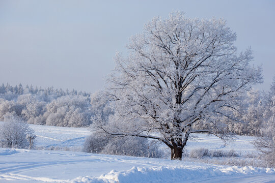 winter landscape with gorgeous oak and forest trees covered with snow and hoarfrost in a blue frosty haze