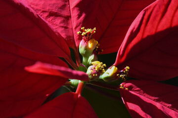 Poinsettia cyathia with tiny yellow true flowers surrounded by red bracts. Poinsettias (Euphorbia pulcherrima), in the euphorbia family, have flowers clustered into specialized reproductive cyathia. © David Jeffrey Ringer