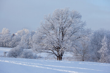 Obraz premium winter landscape with gorgeous oak and forest trees covered with snow and hoarfrost in a blue frosty haze in twilight